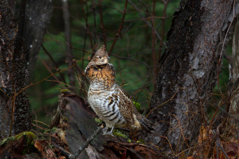Картинка животные птицы птица
