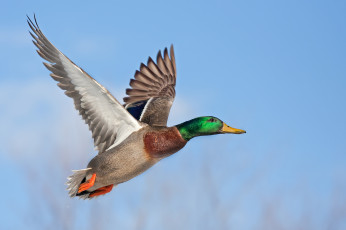 Картинка животные утки селезень