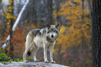 Картинка животные волки +койоты +шакалы волчара