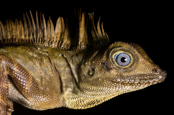 Картинка животные Ящерицы +игуаны +вараны ящерка