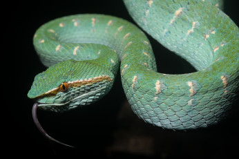 Картинка животные змеи +питоны +кобры зеленая змея