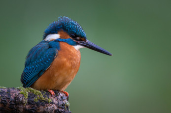 Картинка животные зимородки рыболов