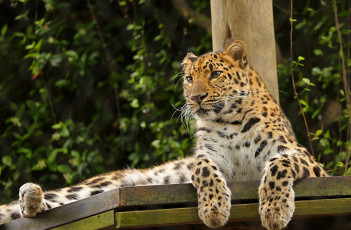 Картинка животные леопарды леопард