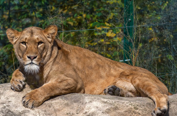 Картинка животные львы львица