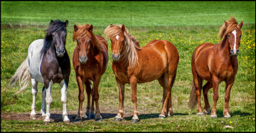 Картинка животные лошади табун