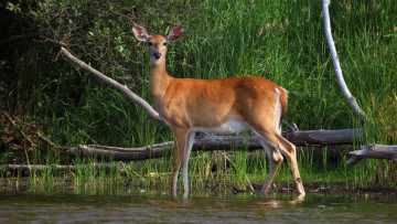 Картинка животные олени олениха