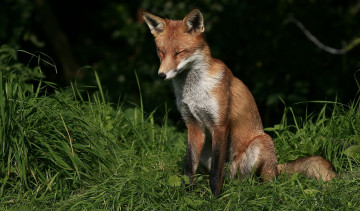 Картинка животные лисы лисичка