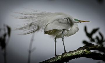 Картинка животные цапли +выпи цапля белая