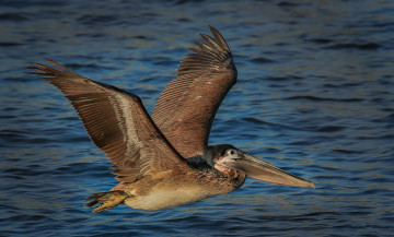 Картинка животные пеликаны пеникан