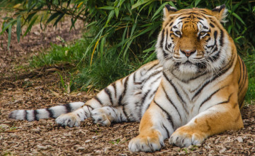 Картинка животные тигры тигр