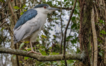 Картинка животные цапли +выпи цапля