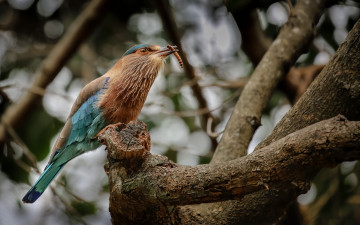 Картинка животные птицы птичка