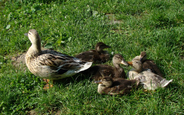 Картинка животные утки трава луг утка утята