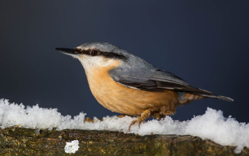 Картинка животные поползни поползень