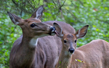 Картинка животные олени оленихи