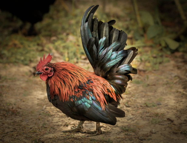 Обои картинки фото животные, куры,  петухи, петух