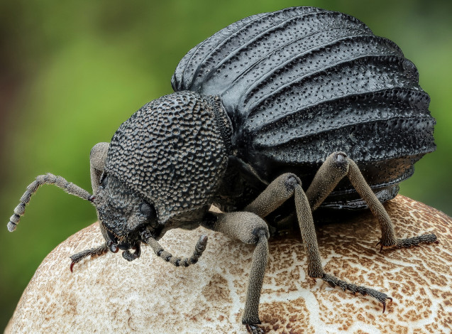 Обои картинки фото животные, насекомые, жук, гриб, макро, насекомое