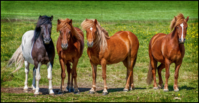 Обои картинки фото животные, лошади, табун