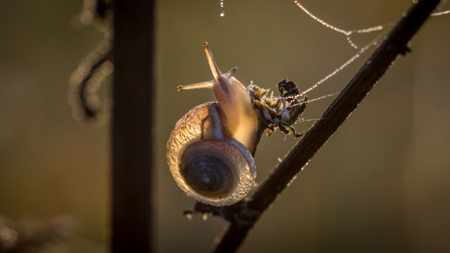 Обои картинки фото животные, улитки, насекомое, макро, улитка, травинка, фон, утро