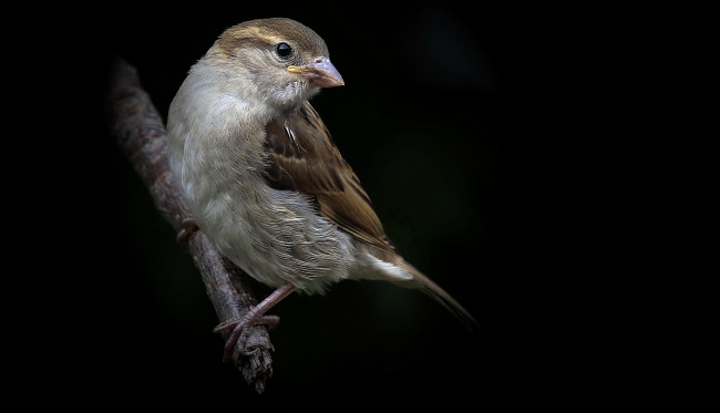 Обои картинки фото животные, воробьи, воробей