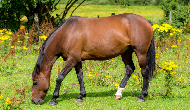 Обои картинки фото животные, лошади, конь