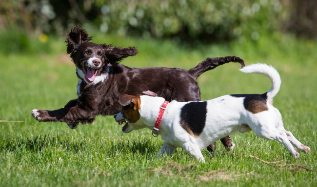 Обои картинки фото животные, собаки, игра