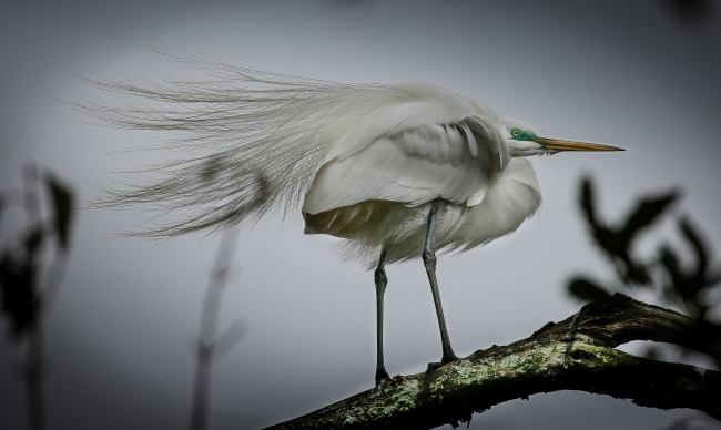 Обои картинки фото животные, цапли,  выпи, цапля, белая