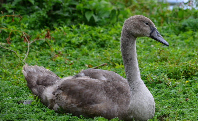 Обои картинки фото животные, лебеди, подросток, лебедь