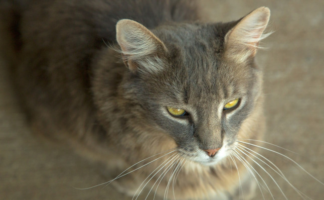 Обои картинки фото животные, коты, фон, кошка, кот, киса, коте, ушки, взгляд