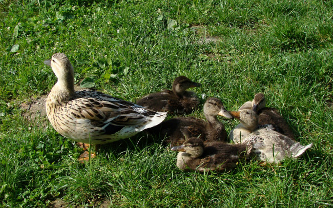 Обои картинки фото животные, утки, трава, луг, утка, утята