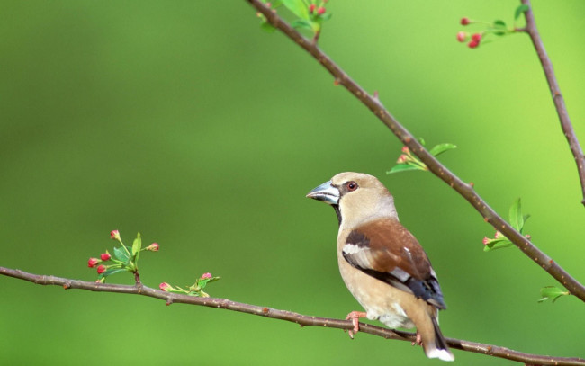 Обои картинки фото животные, птицы, птичка, ветка