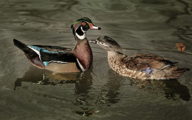 Обои картинки фото животные, утки, селезень, утка