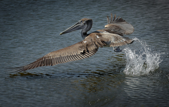 Обои картинки фото животные, пеликаны, пеликан