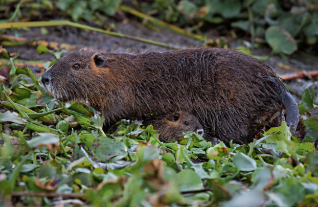 Обои картинки фото животные, капибары, мама, малыши