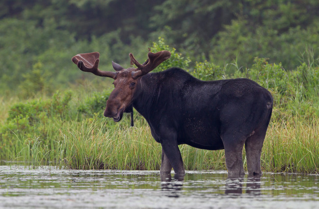 Обои картинки фото животные, лоси, сохатый