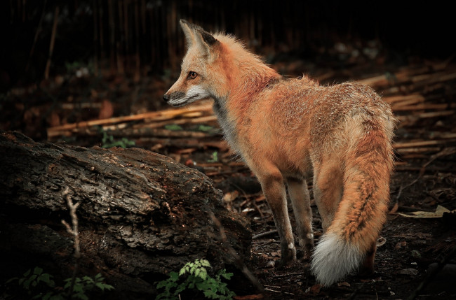 Обои картинки фото животные, лисы, лисичка