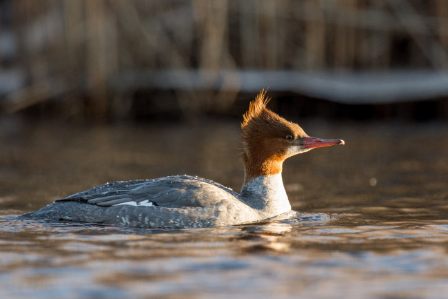 Обои картинки фото животные, Чомги , поганки, вода, утка