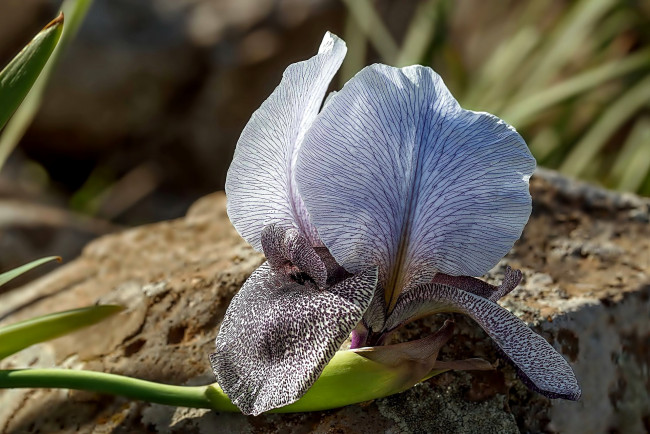 Обои картинки фото цветы, ирисы, крапинки, пестрый