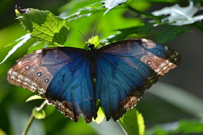 Обои картинки фото животные, бабочки,  мотыльки,  моли, бабочка