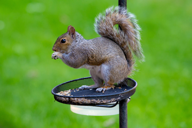 Обои картинки фото животные, белки, белка