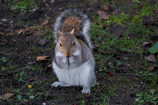Обои картинки фото животные, белки, белка