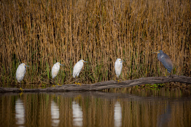 Обои картинки фото животные, цапли,  выпи, озеро, камыши, птицы