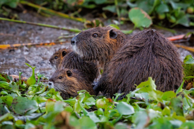 Обои картинки фото животные, капибары, мама, дети, малыши, трава