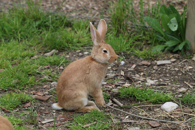 Обои картинки фото животные, кролики,  зайцы, зайчик