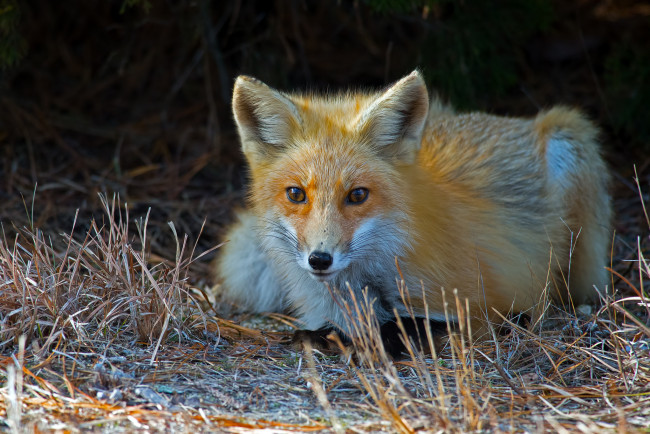 Обои картинки фото животные, лисы, лисичка