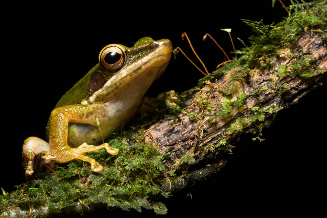 Обои картинки фото животные, лягушки, лягушка, древесная