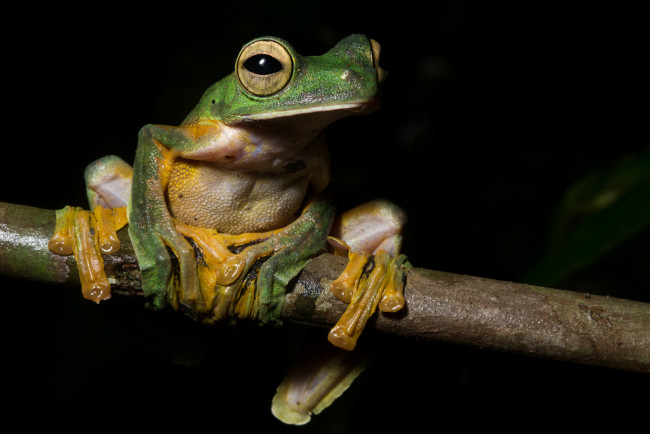 Обои картинки фото животные, лягушки, лягушка, древесная