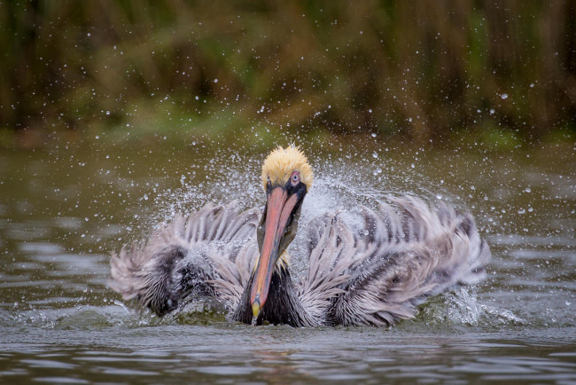 Обои картинки фото животные, пеликаны, птица, озеро, вода, брызги