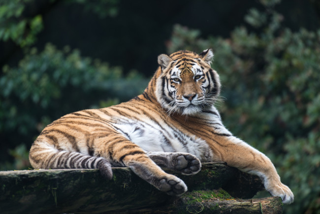 Обои картинки фото животные, тигры, тигр