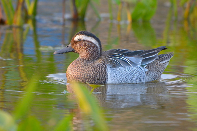 Обои картинки фото животные, утки